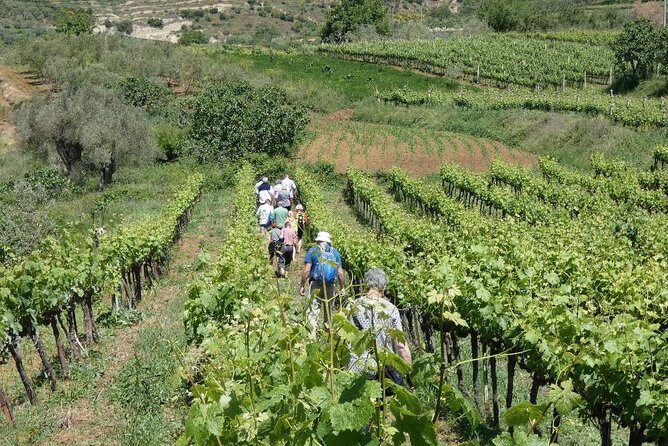 Winetasting tour in Alpeta winery - Roshnik village by 1001 Albanian Adventures - Final Thoughts