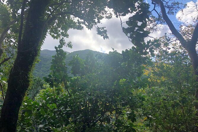 Wingfield Rainforest Hike St Kitts and Romney Manor Adventure - Key Points
