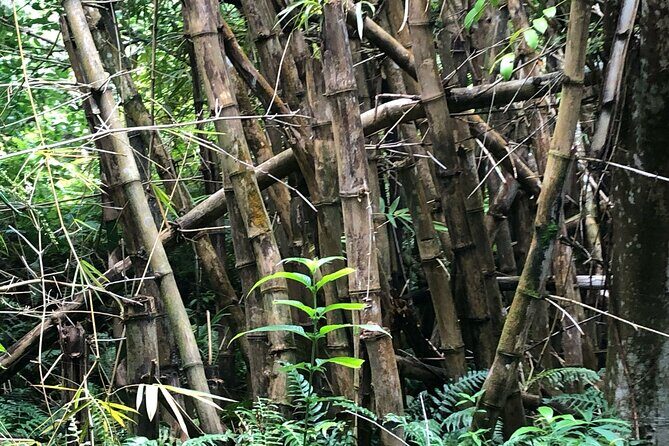 Wingfield Rainforest Hike St Kitts and Romney Manor Adventure - Food, Drinks, and Local Interactions