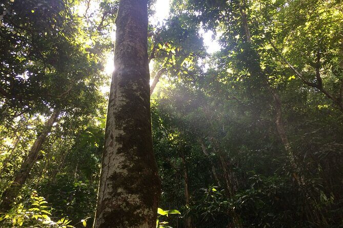 Wingfield Rainforest Hike St Kitts and Romney Manor Adventure - Pricing and Value