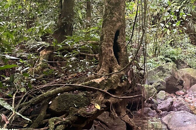 Wingfield Rainforest Hike St Kitts and Romney Manor Adventure - Practical Tips