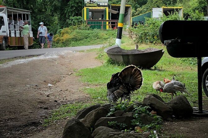 Wingfield Rainforest Hike St Kitts and Romney Manor Adventure - Reviews and Authentic Opinions