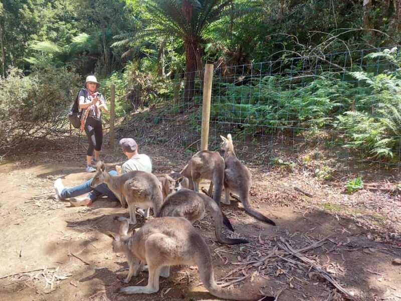 Wings Wildlife Park Burnie Shore Excursion - Wings Wildlife Park Burnie Shore Excursion: An Authentic Wildlife Experience in Tasmania