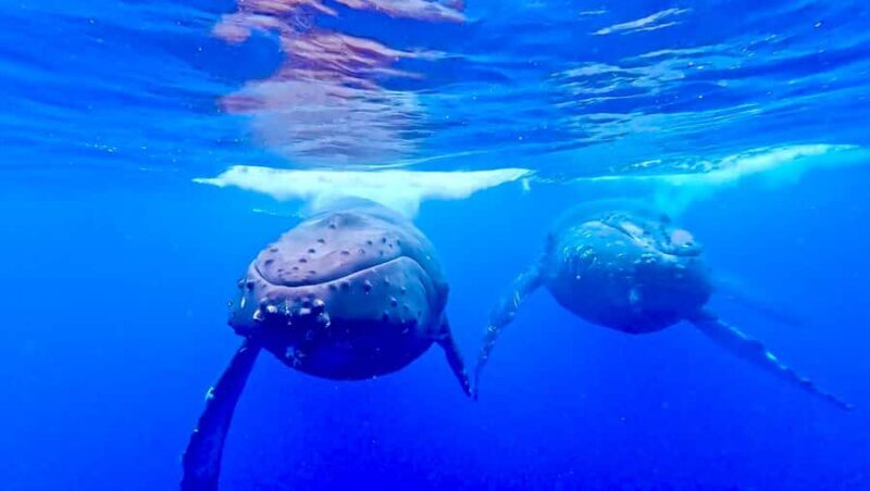 Winona Whale Watching Cruise - Maalaea Harbor - Winona Whale Watching Cruise – Maalaea Harbor: An Authentic Ocean Adventure