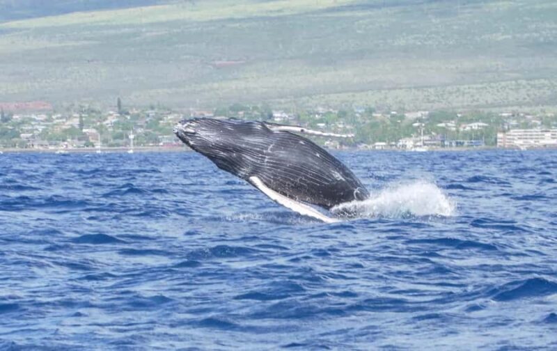 Winona Whale Watching Cruise - Maalaea Harbor - Key Points