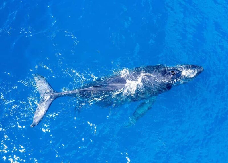 Winona Whale Watching Cruise - Maalaea Harbor - Who Will Love This Tour?