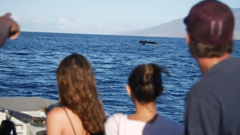 Winona Whale Watching Cruise - Maalaea Harbor - Frequently Asked Questions