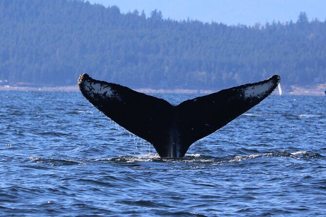 Winter Eco Tours on the Salish Sea Wildlife Adventures - Key Points