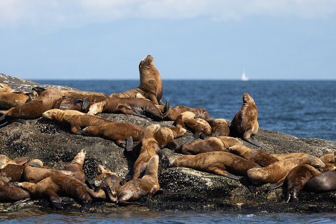 Winter Eco Tours on the Salish Sea Wildlife Adventures - Who Will Enjoy This Tour?
