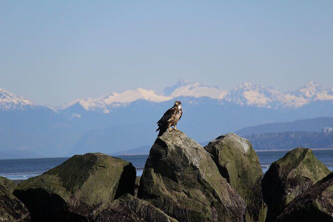 Winter Eco Tours on the Salish Sea Wildlife Adventures - Pricing and Value