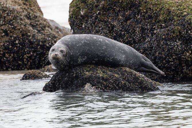 Winter Eco Tours on the Salish Sea Wildlife Adventures - Final Thoughts