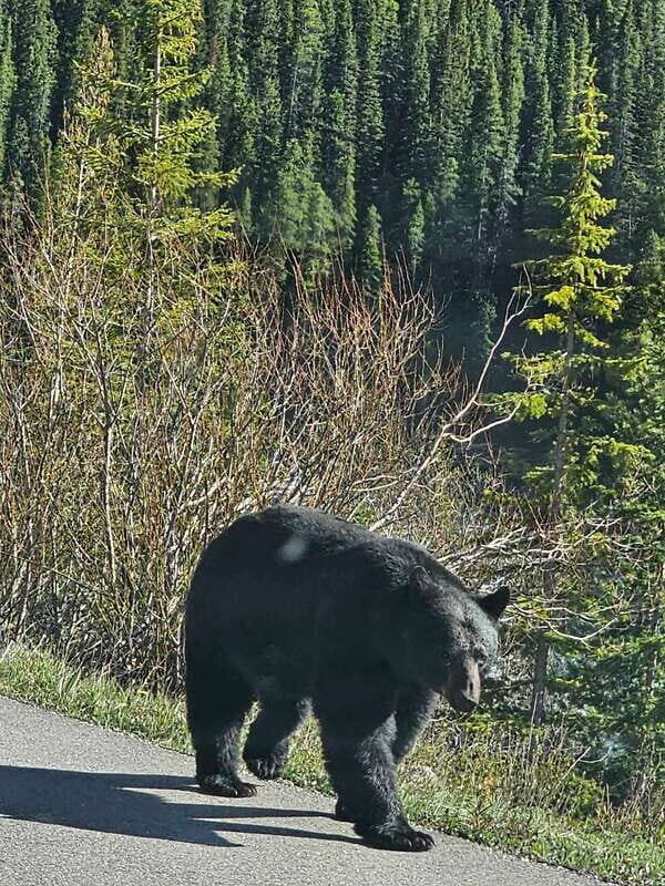 Winter: Full Day Private Tour Banff Icefield Parkway Trip - Travel Comfort & Group Size