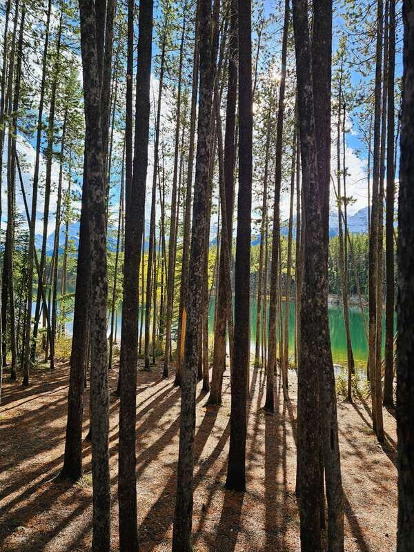 Winter: Full Day Private Tour Banff Icefield Parkway Trip - What Travelers Say