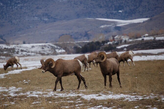 Winter in Yellowstone Wildlife Tour - An In-Depth Look at the Yellowstone Winter Wildlife Tour