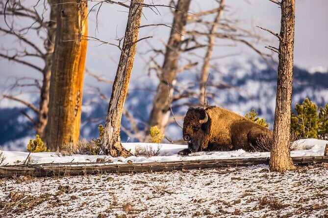 Winter Wildlife Safari: Lamar Valley | Gardiner | PRIVATE + Lunch - A Deep Dive into the Yellowstone Winter Safari Experience