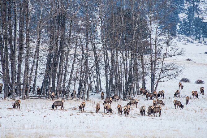 Winter Wildlife Safari: Lamar Valley | Gardiner | PRIVATE + Lunch - FAQs