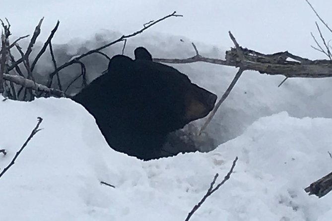 Winter - Wildlife & Turnagain Arm Tour - Accessibility Considerations