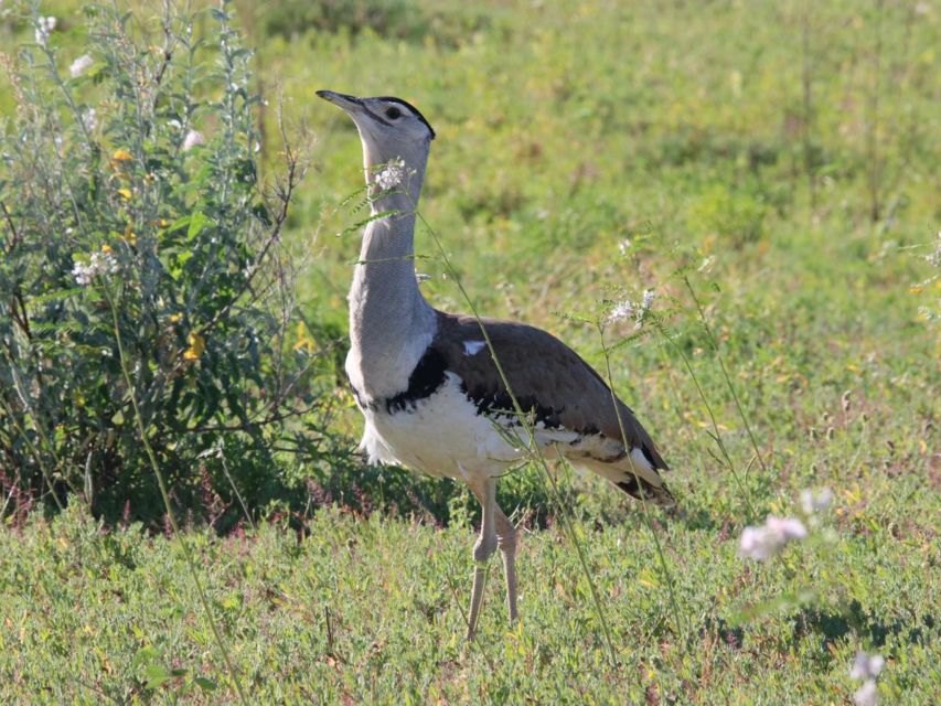 Winton: Bladensburg National Park Half Day Tour - Tour Experience