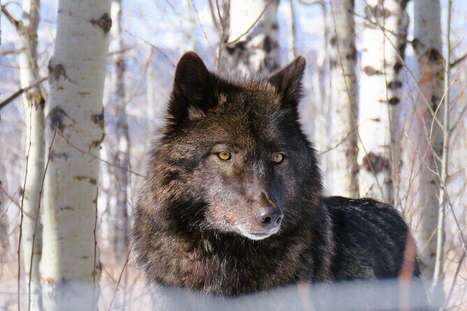 Wolfdog Sanctuary and Banff Day Trip - A Detailed Breakdown of the Tour