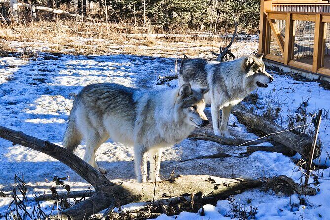 Wolfdog Sanctuary and Banff Day Trip - Final Thoughts: Is This Tour Right for You?