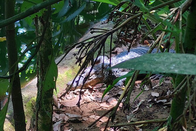 Wonderful Animals: Jaguar Rescue.C. & Punta Uva Forest Walk - Rescued Animals and Their Stories