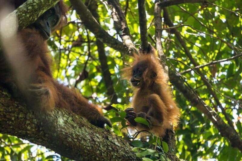 Wonderfull Orangutan Sumatera Jungle Trekking and tour - An In-Depth Look at the Orangutan Jungle Trekking Tour