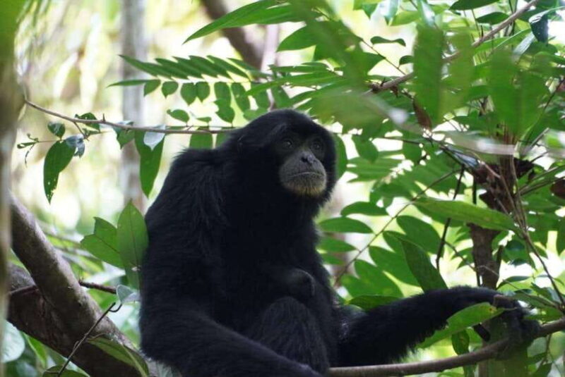 Wonderfull Orangutan Sumatera Jungle Trekking and tour - Final Thoughts: Is This Tour Right for You?