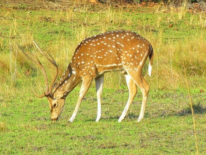 Wonders of Wildlife: 4-Day Chitwan National Park Tour - What to Bring