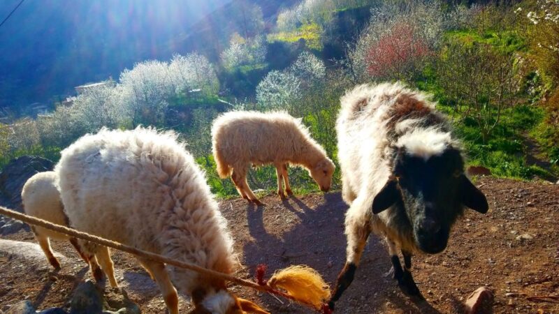 Woolly Wanderings: Grazing With the Atlas Mountain Sheep" - Experience and Itinerary
