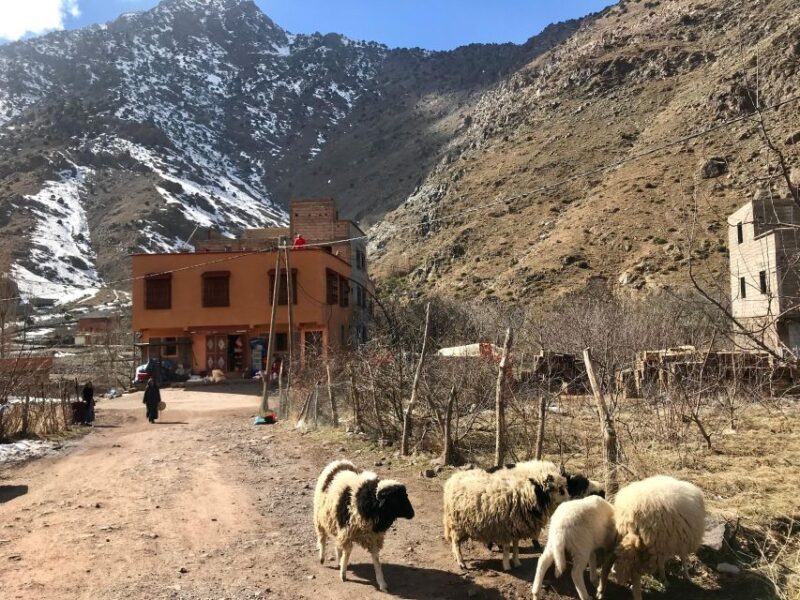 Woolly Wanderings: Grazing With the Atlas Mountain Sheep" - Frequently Asked Questions