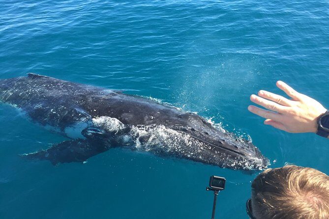 World class Whale Watching from Hervey Bay - Key Points