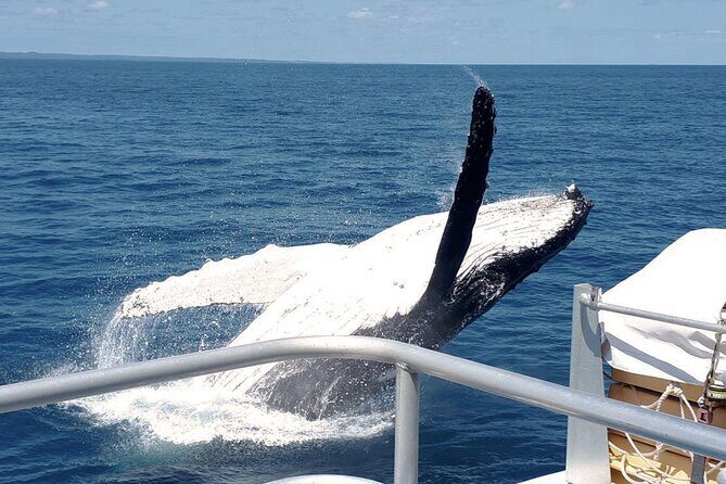 World class Whale Watching from Hervey Bay - The Experience: What to Expect on Your Whale Watching Trip