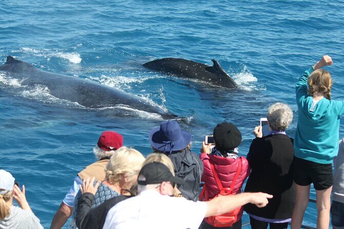 World class Whale Watching from Hervey Bay - The Itinerary in Detail