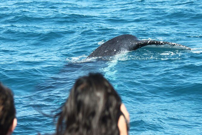 World class Whale Watching from Hervey Bay - The Sum Up