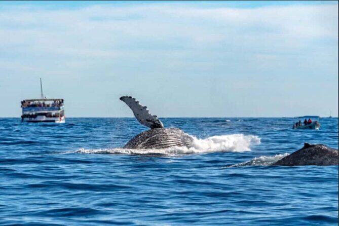 World Class Whale Watching with Breakfast and Open Bar - Who Will Love This Tour?