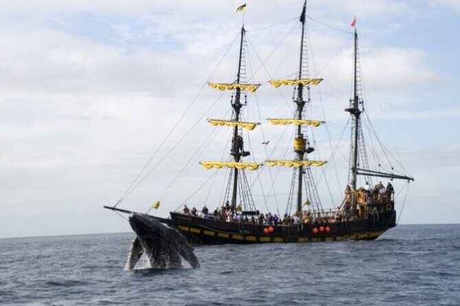 World Class Whale Watching with Breakfast and Open Bar - The Sum Up