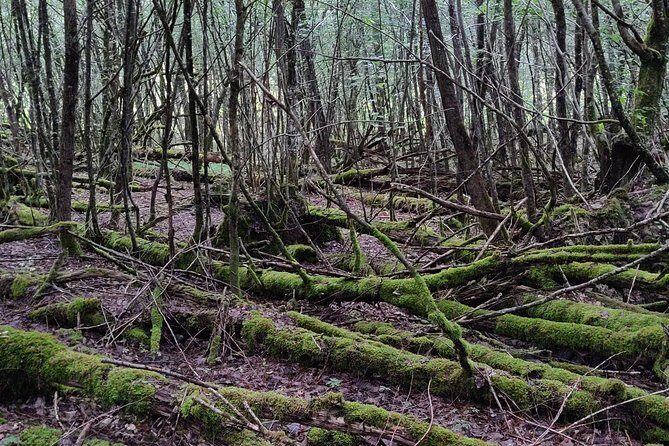 World War 1 Walk Through Trenches and Bunkers - An Honest Look at the World War I Trenches and Bunkers Tour in Reims