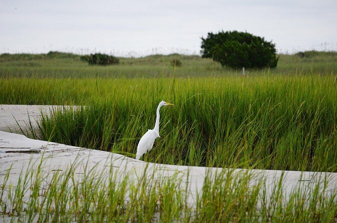 Wrightsville BirdWatching Cruise - Final Thoughts: Is It Worth It?