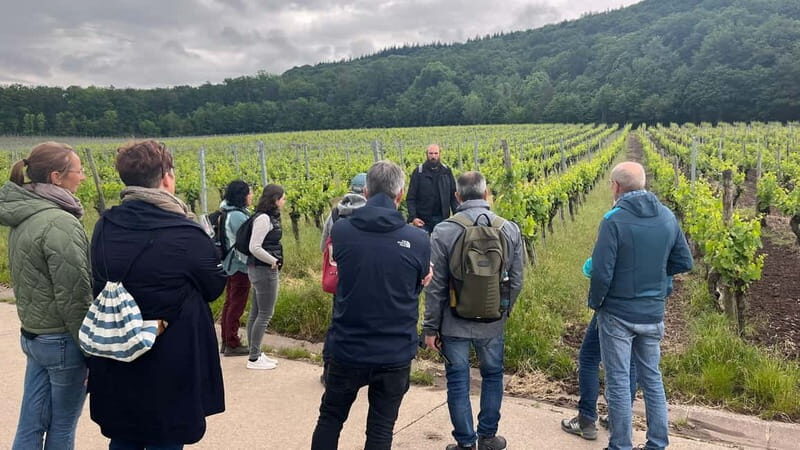 Würzburg: Excursion to the vineyards - enjoyable wine hike & tasting - Practical Details for Travelers