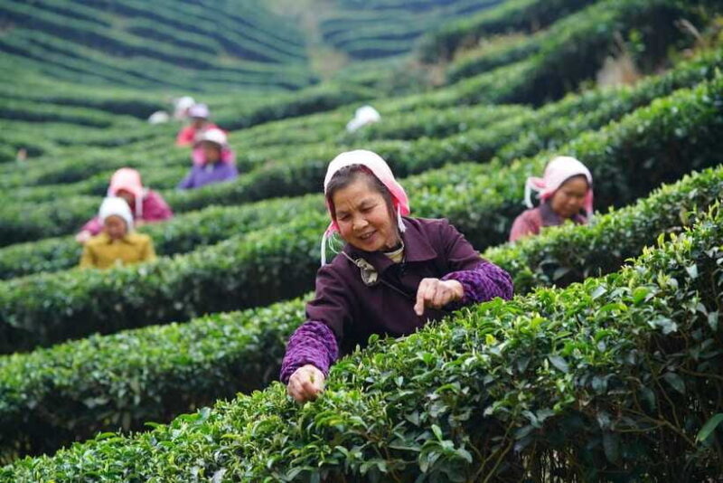 Wuyishan: 3-Day Tea Culture and Bamboo Rafting Tour - Final Thoughts: Who Will Love This Tour?  
