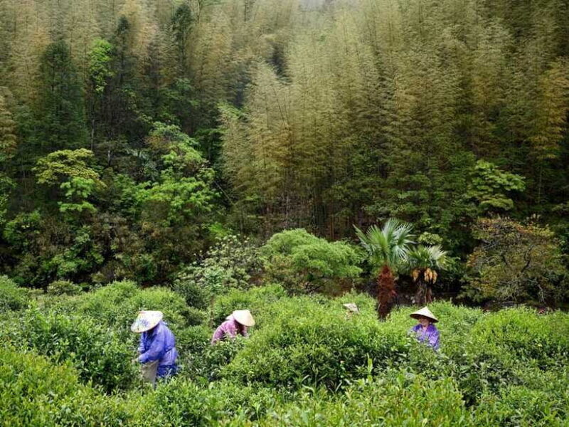 Wuyishan: 3-Day Tea Culture and Bamboo Rafting Tour - Frequently Asked Questions  