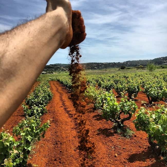 Xalo: Vineyard Tour with Wine Tasting and Snacks - Key Points