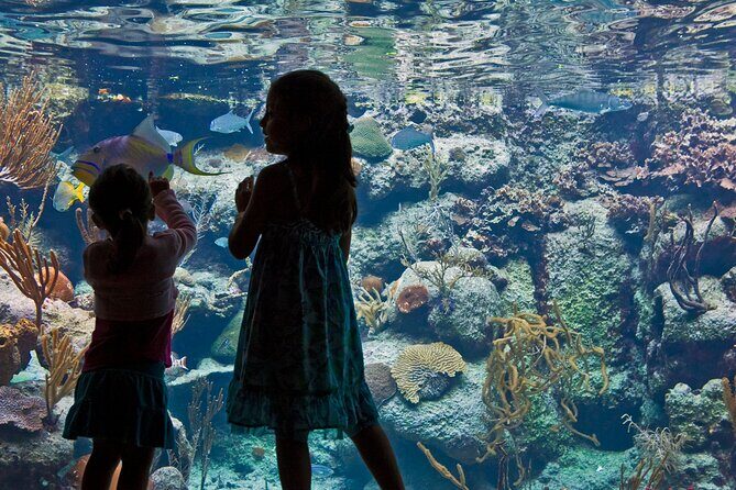 Xcaret Park Plus Access with Transportation and Night Show - What Travelers Are Saying