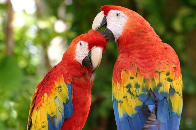 Xcaret Plus Park Tour with Transportation from Riviera Maya - Key Points