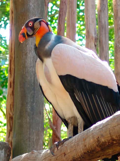 Xcaret Plus Ticket - What to Expect from Your Xcaret Plus Experience