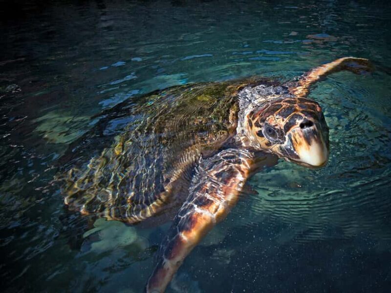 Xcaret Plus Ticket - FAQ