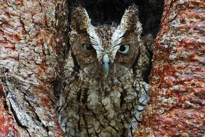 Xocen Birding - Who Will Love This Tour?