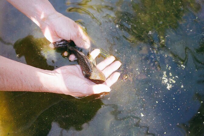 Xochimilco Ancestral Ajolotos Chinampas and Living Tradition - Final Thoughts: Why This Tour Delivers Value