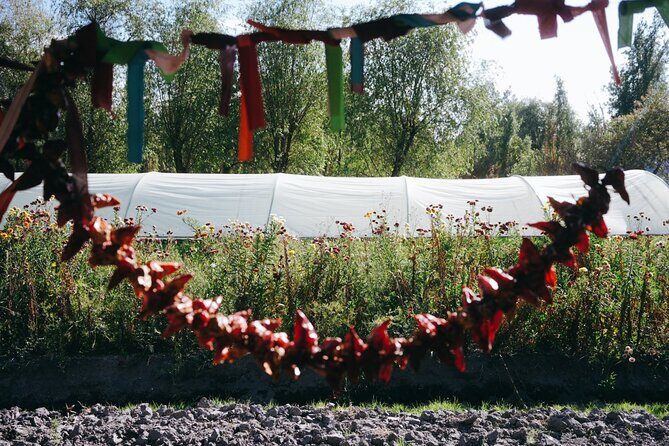 Xochimilco Ancestral Ajolotos Chinampas and Living Tradition - FAQ