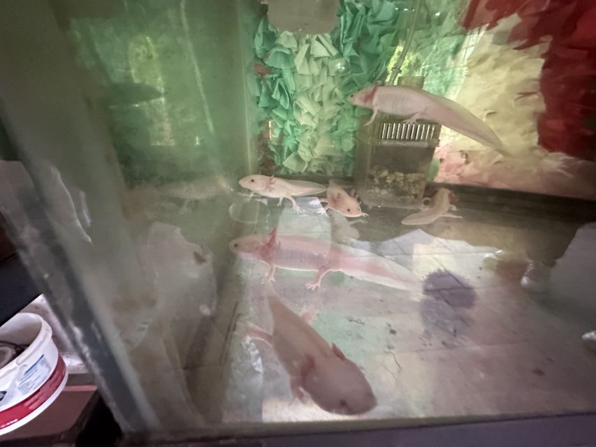 Xochimilco: Boat Tour With Axolotl Sanctuary - Food, Drinks, and Activities